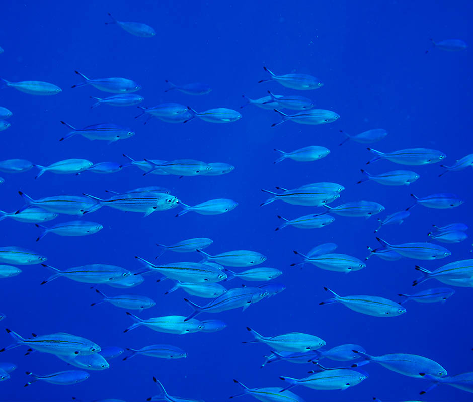 Reasons to Choose Blue Foods