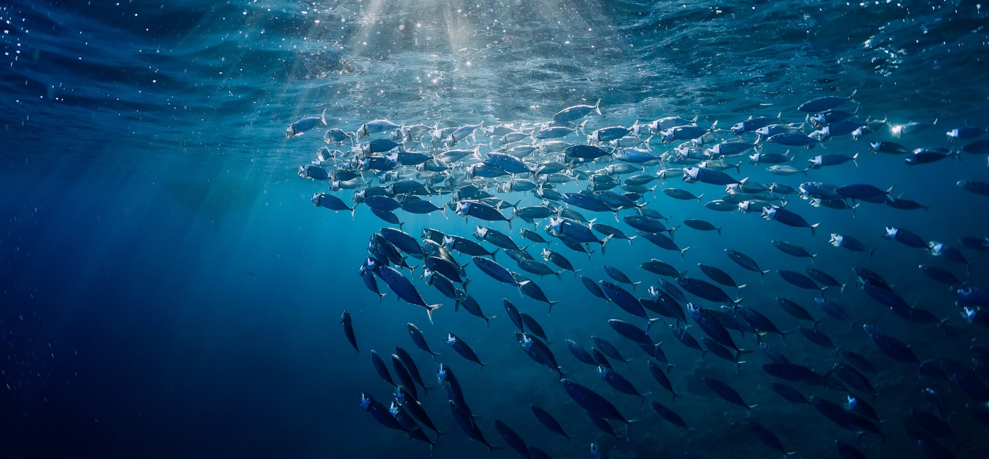 safcol sustainability